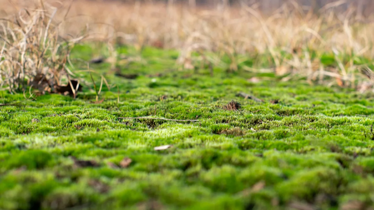 Close-up van een dichte laag groen mos in het gras, met droge grassprieten op de achtergrond