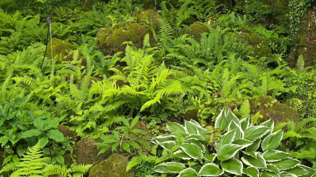 Schaduwrijke border met varens, bemoste stenen en een hosta met witgerande bladeren